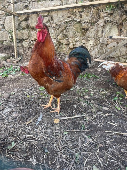 Galos de Quinta: cobrição / abate