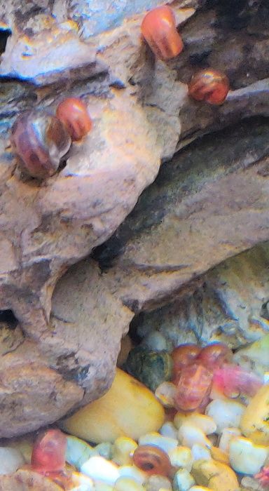 Caracóis Planorbis Corneus