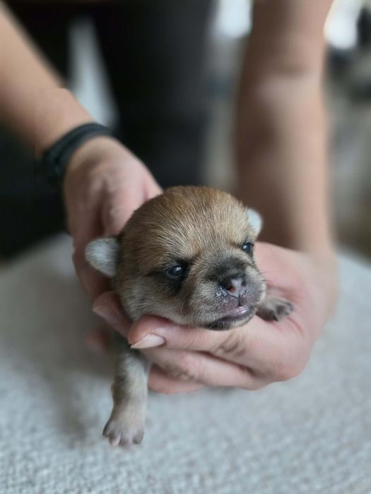 *Abigeil* Sunia chihuahua xs