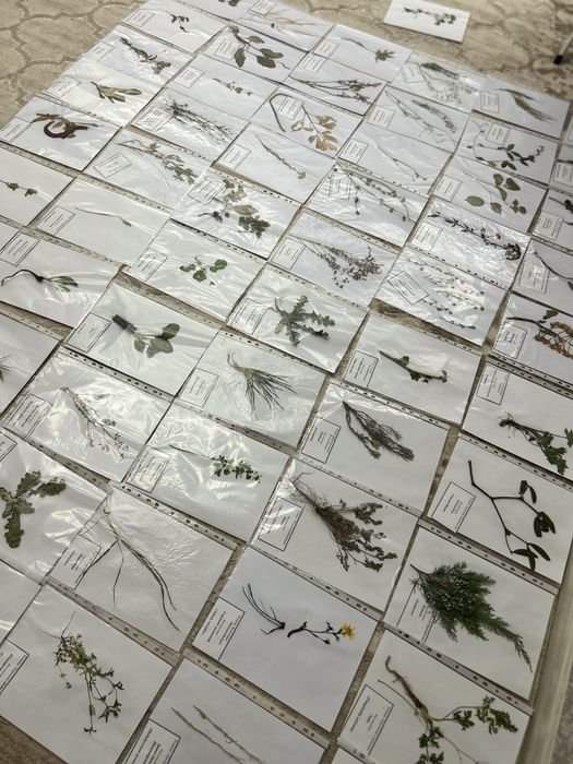 Гербарій рослин для студентів