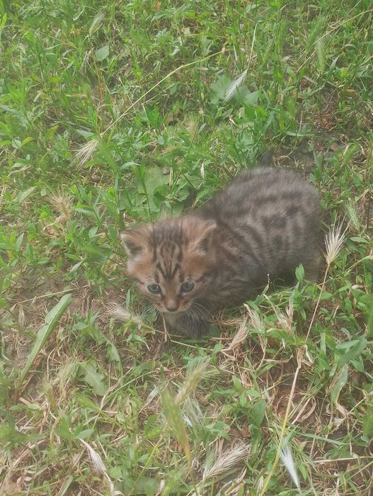Кошеня, 1 місяць, хлопчик