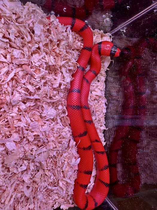 Wąż Lampropeltis, lancetogłów, wąż mleczny