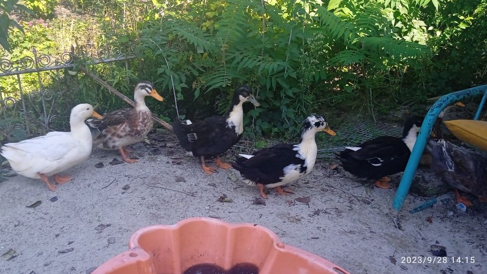 Продам Качки мулард