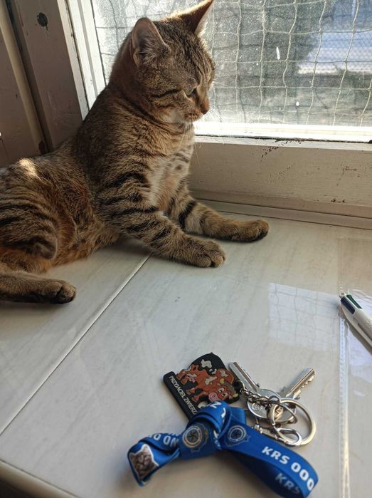 Puszek poleca się do adopcji!