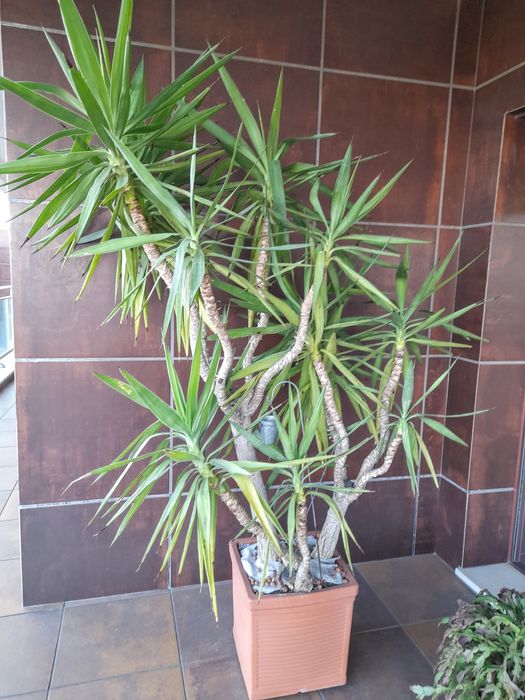 Planta exterior 2,10m c/ transporte