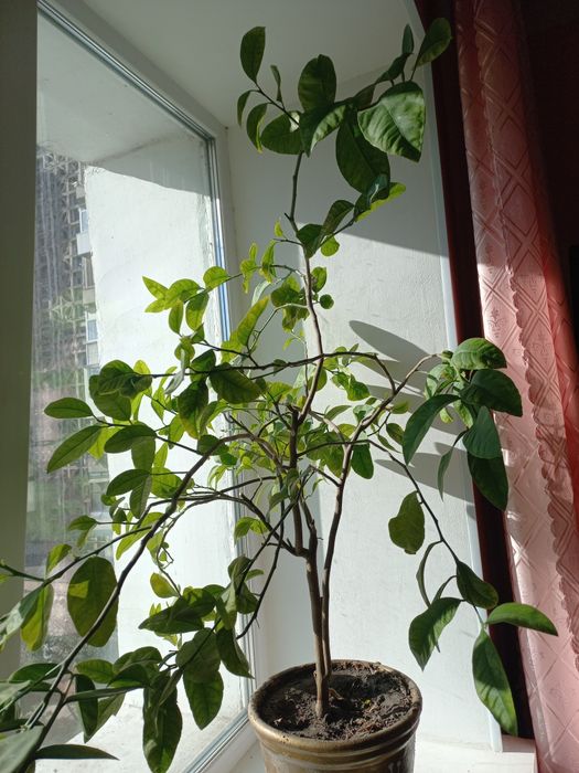 Декоративное лимонное дерево.