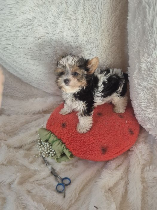 Biewer Terrier Fêmea Mini Criadora Registada PT3088FL