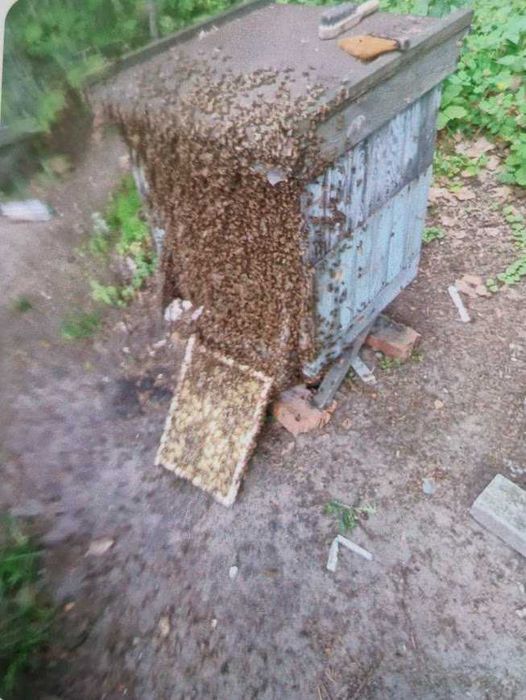 Ul wielkopolski z rodziną