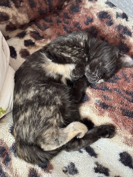 Муркотунка в пошуках сімʼї