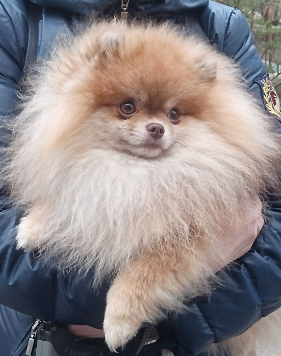 Шпиц пом шоколадный соболь, вязка