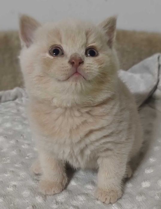 Kocurek Brytyjski Kremowy z prawdziwym rodowodem FPL