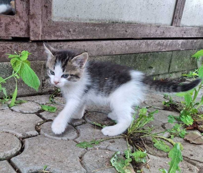 Віддам котиків безкоштовно