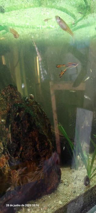 Guppy endler troco