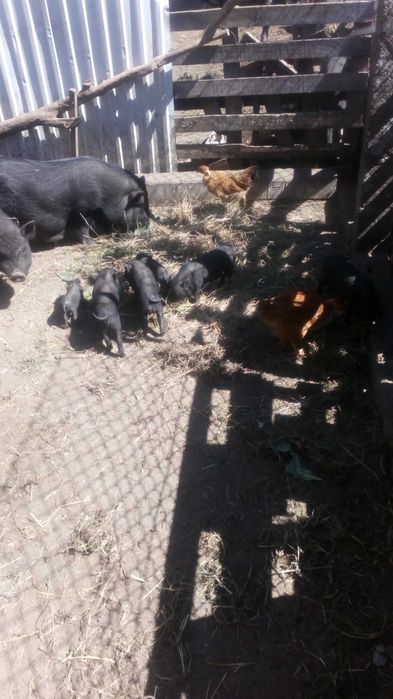 porcos anoes  pretos