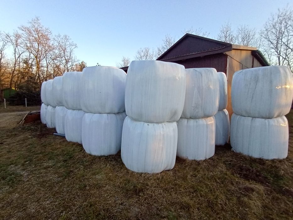 Siano kiszonka - baloty PILNE