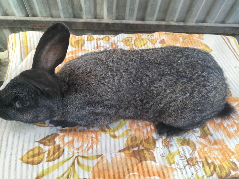 Молоді самочки .