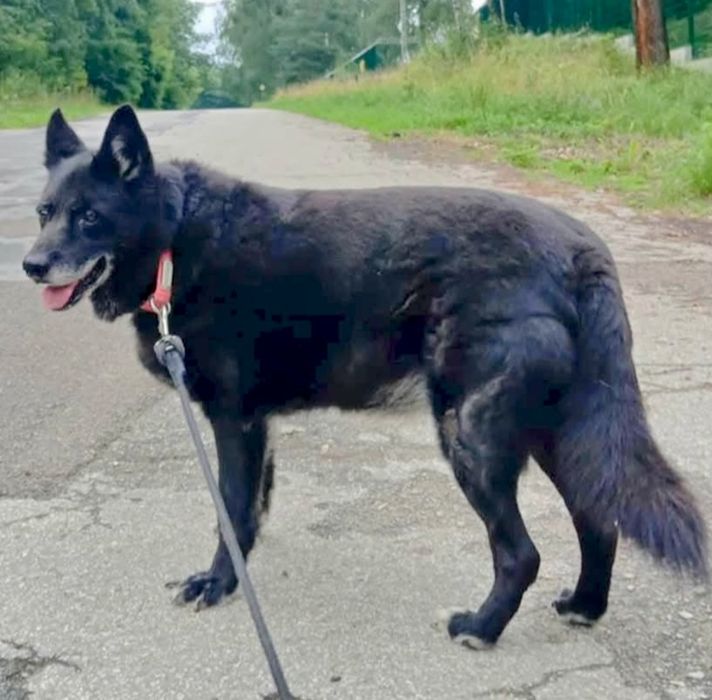 Lilka błaga o szansę ...