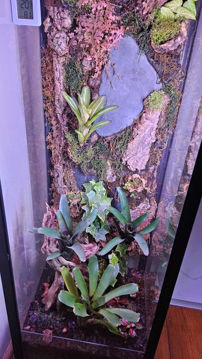 Terrarium tropikalne paludarium bioaktywne