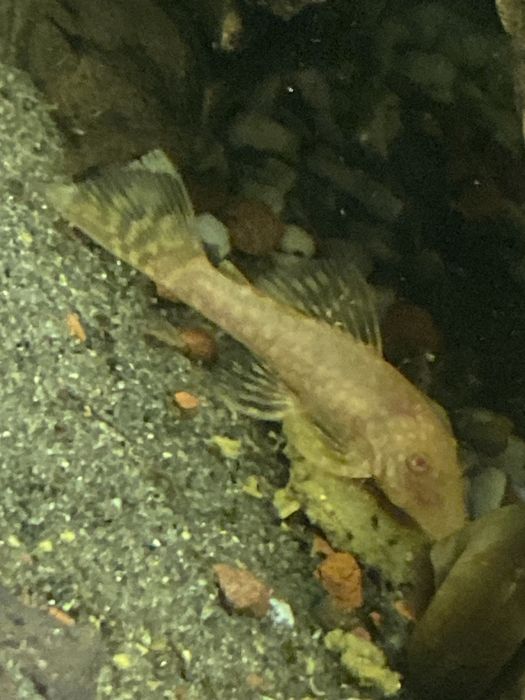 Ancitrus albino glonojad zbrojnik zloty i czarny narybek