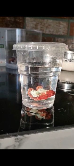 Betta Bojownik sklep zoologiczny Pirania Olsztyn wysyłka