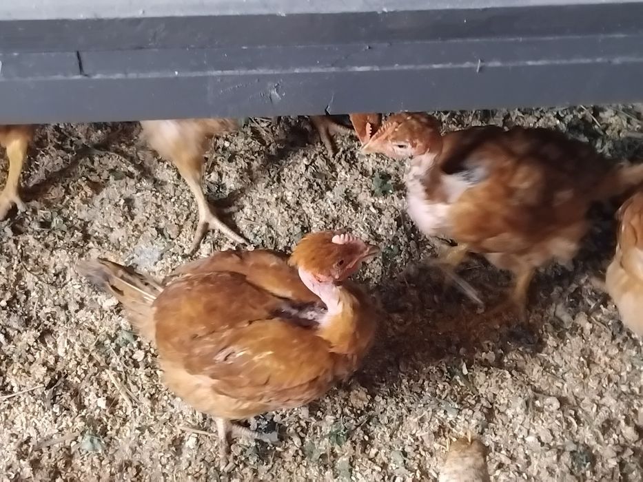 Продам курчата голошийки