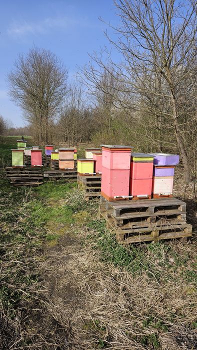 Sprzedam pszczoły z ulami