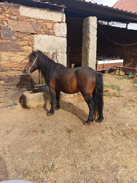 Pônei para venda ou troca