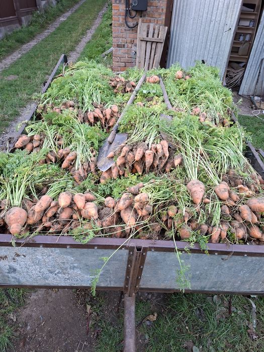 В продажі морква