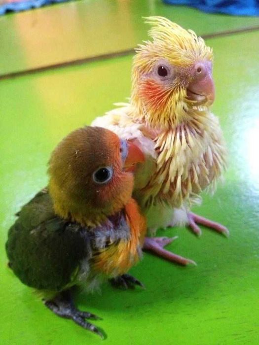 Vendo agapórnis roseicolis bebés meiguinhos
