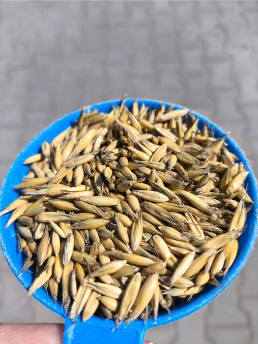 Owies 2025 6#0#3#3#8#3#9#3#0