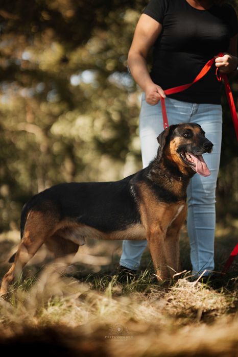 Szefuńcio – wierny towarzysz spacerów i domowego ciepła szuka rodziny!