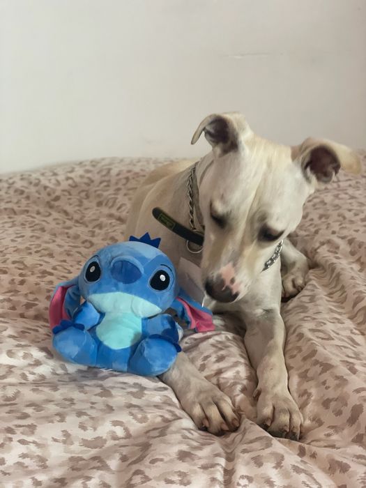 Adoção responsável