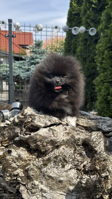 Pomeranian dziewczynka