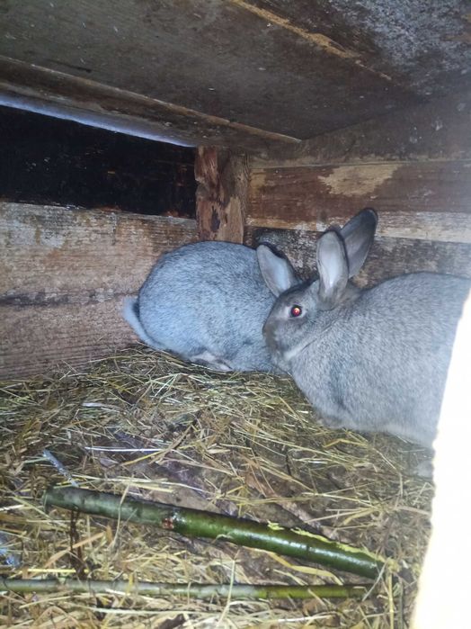 Домашні кролі на продажу