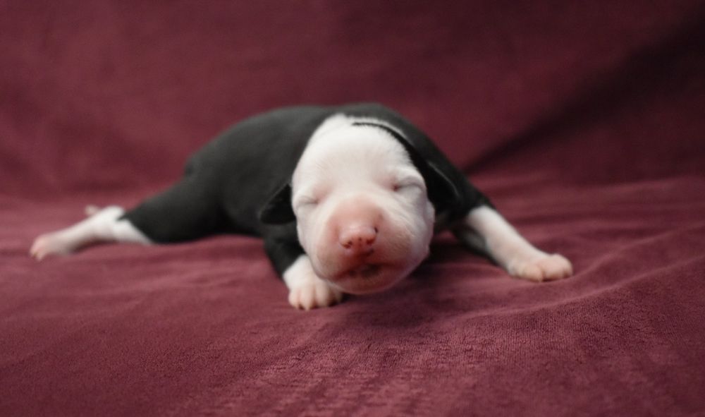 Chart angielski whippet suczka ZKwP FCI