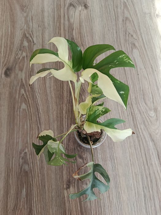 Bariera, Monstera minima, Raphidopora