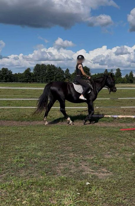 Piękna klacz na sprzedaż