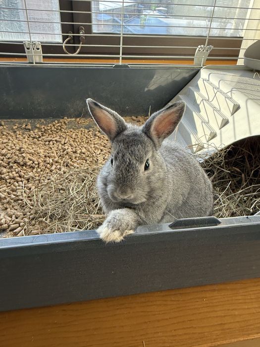 Продам міні кроля з кліткою