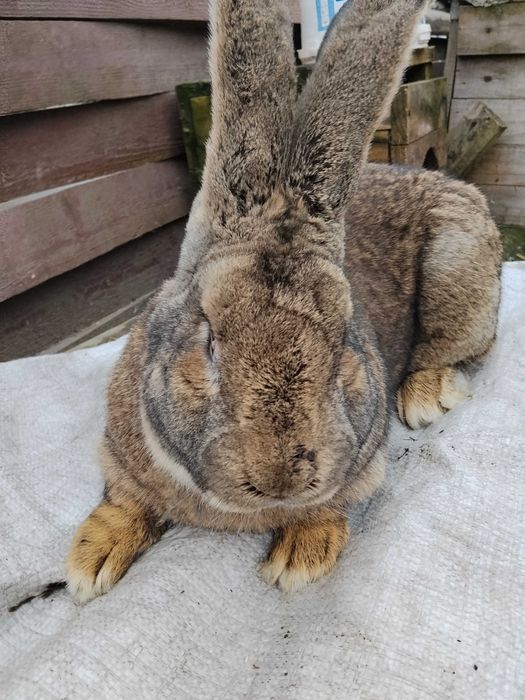 Бельгійський велетень АГУТІ