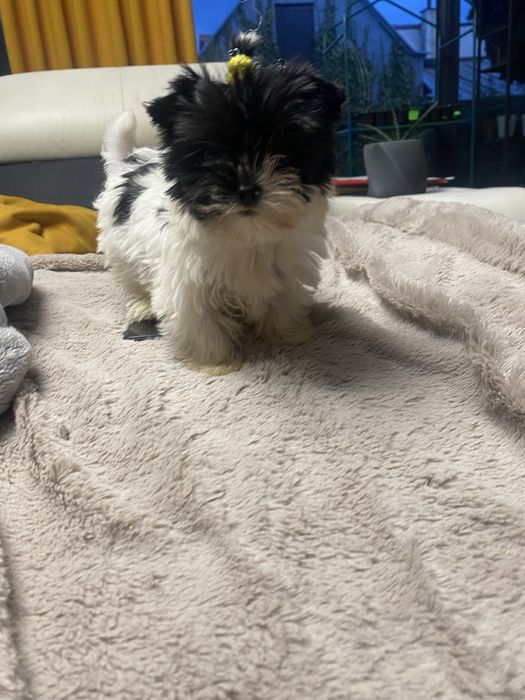 York biewer sunia mini