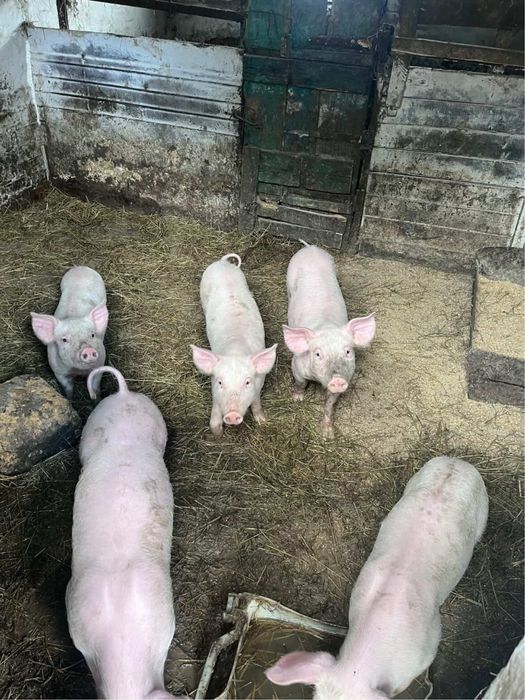 Продам поросят ландраси