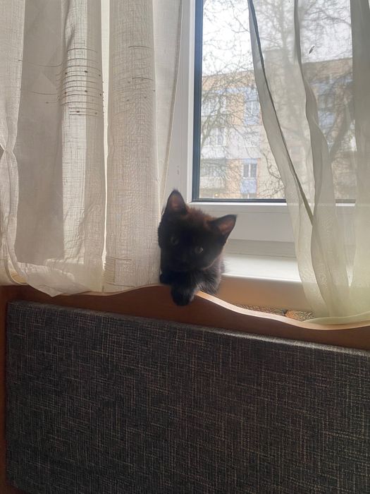 Ласкаві кошенята