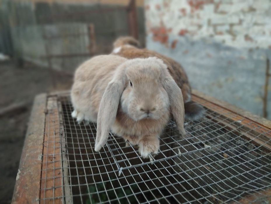 Кролики недорого