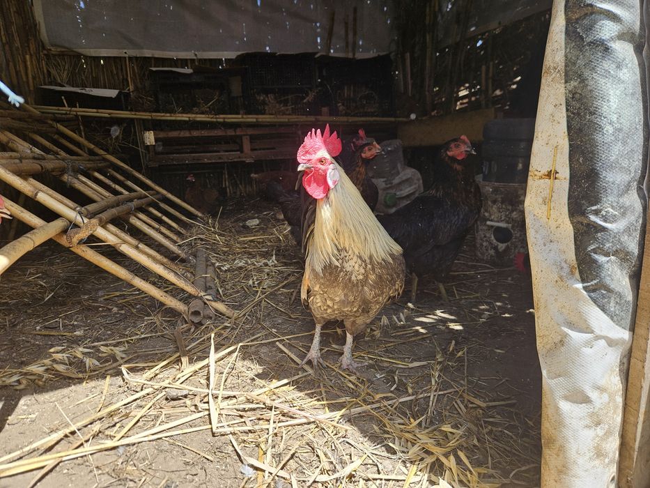 Ovos caseiros para venda