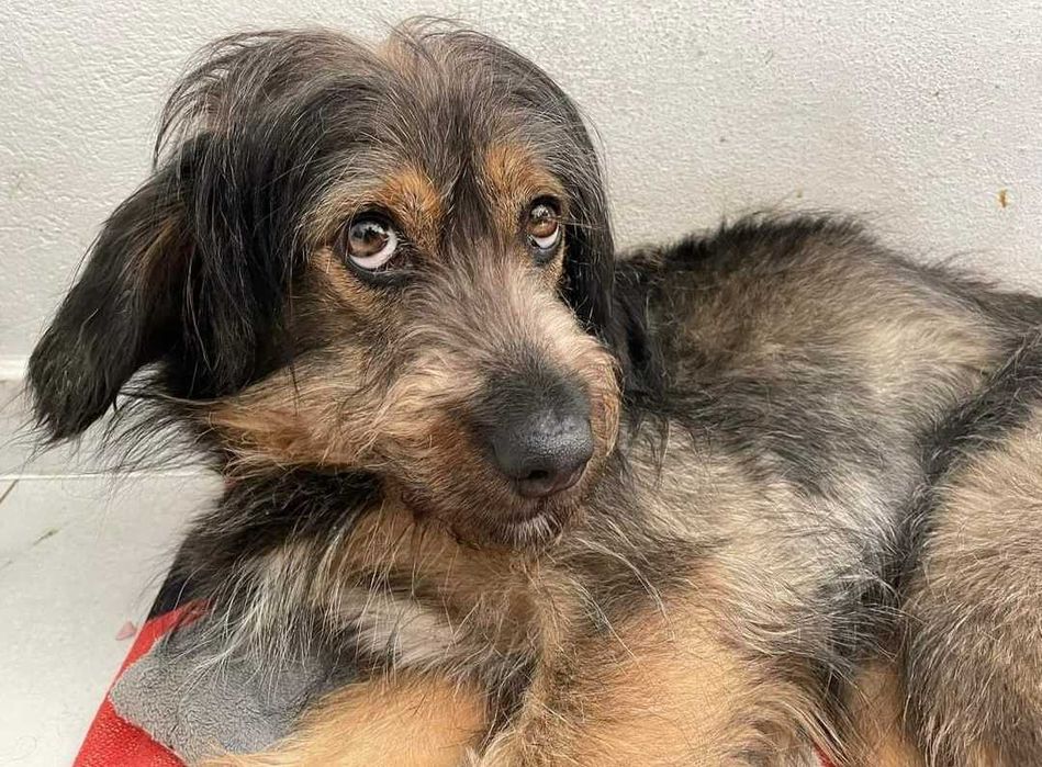 Cudowna Tosia szuka domu