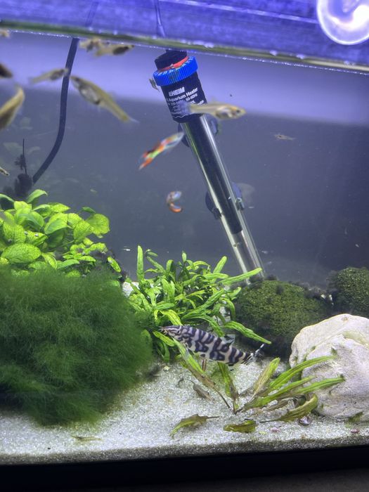 Botia cerca de 8-9 cm