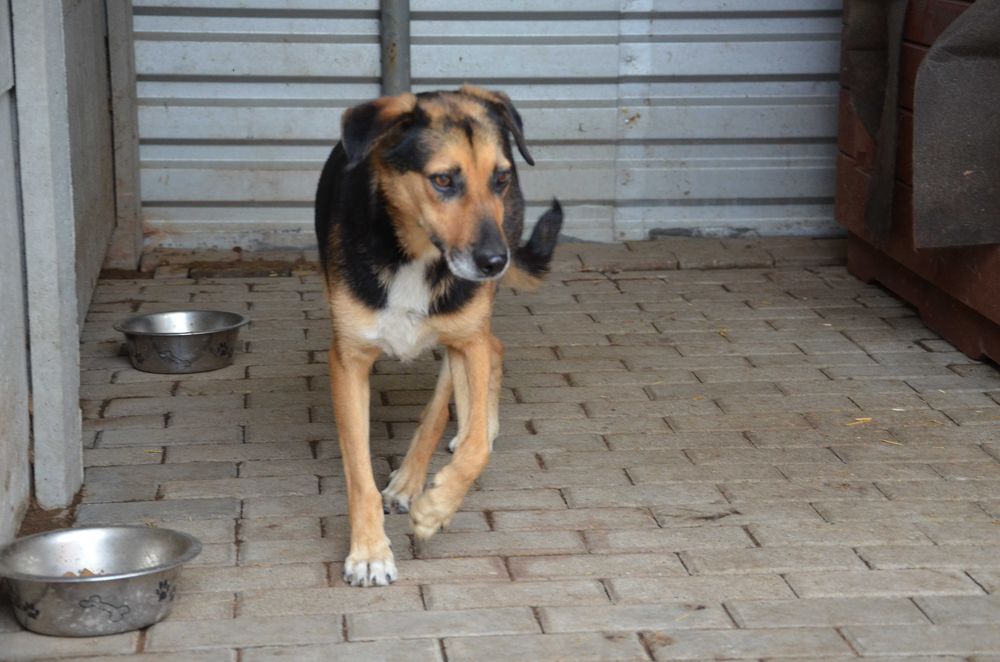 Teoś - uroczy psiak, zasiedział się w schronisku - do adopcji