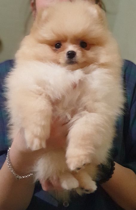 Міні шпіцята готові до переїзду