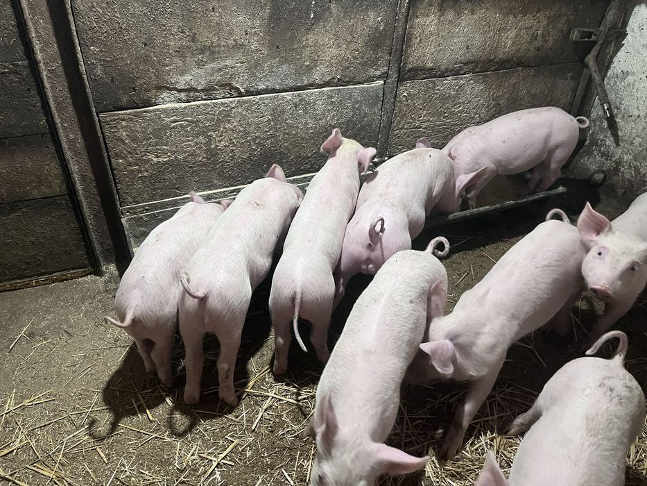 Продам поросят Велика Біла