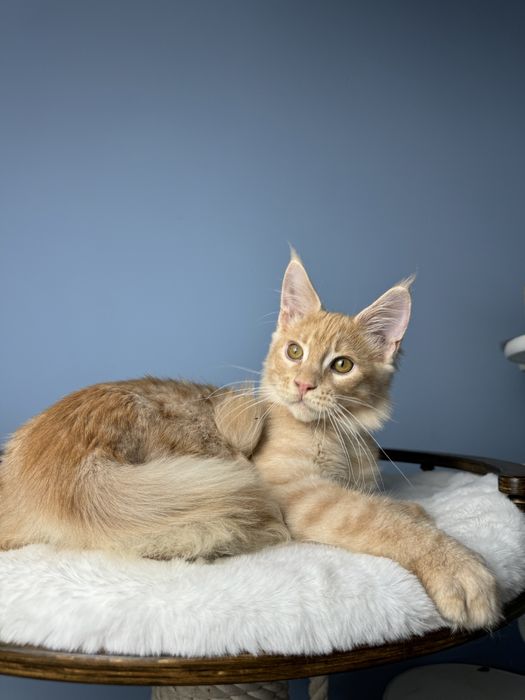 Ласковый лев мальчик мейн кун 3.5 месяца